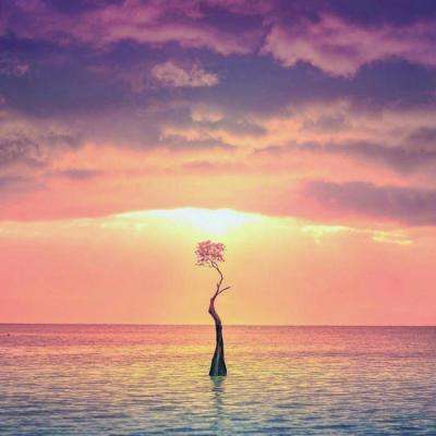 金沙直播app下载